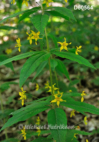 Whorled Loosestrife (Lysimachia quadrifolia)